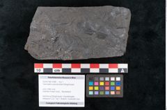 Foto (Objekt + Etikett) von Taeniopteris pseudovittata Ettingshausen (NHMW-GEO-2024-0188-10286)